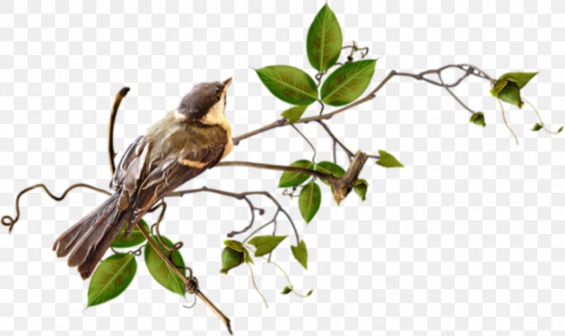 Bird Greeting & Note Cards Postales Originales/Making Cards, PNG, 885x527px, Bird, Ansichtkaart, Branch, Fauna, Flora Download Free