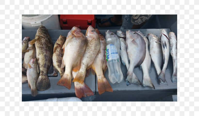 Fishingkaki Fishing Rods Fish Products, PNG, 640x480px, Fishingkaki, Animal Source Foods, Boat, Classified Advertising, Fish Download Free