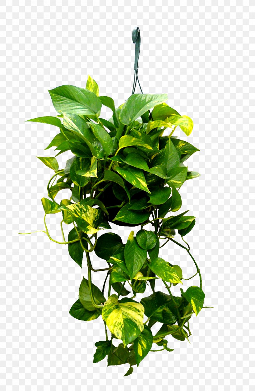 Ivy Leaf, PNG, 1353x2076px, Devils Ivy, Anthurium, Aquarium Decor, Branch, Chlorophytum Comosum Download Free