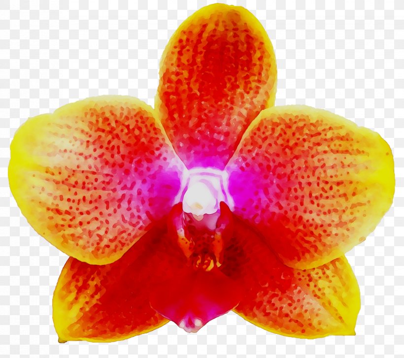 Moth Orchids Cattleya Orchids Close-up Orange S.A., PNG, 1652x1466px, Moth Orchids, Cattleya, Cattleya Orchids, Closeup, Dendrobium Download Free