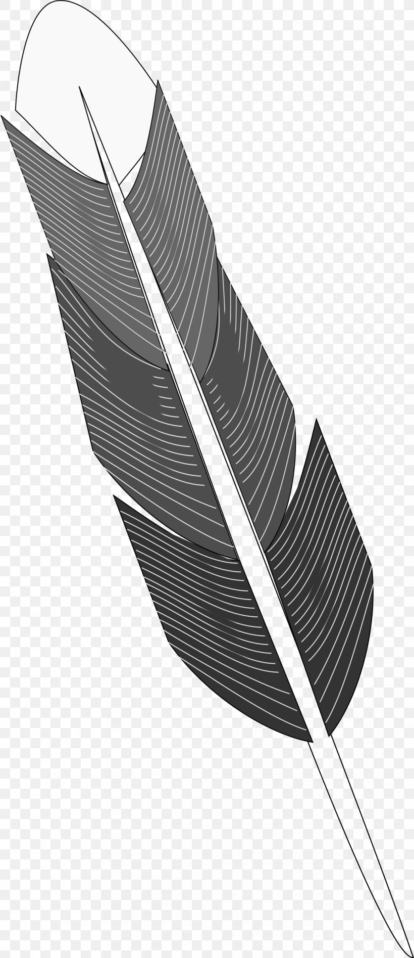 Bird Feather Drawing, PNG, 1038x2400px, Bird, Black And White, Color, Coloring Book, Drawing Download Free