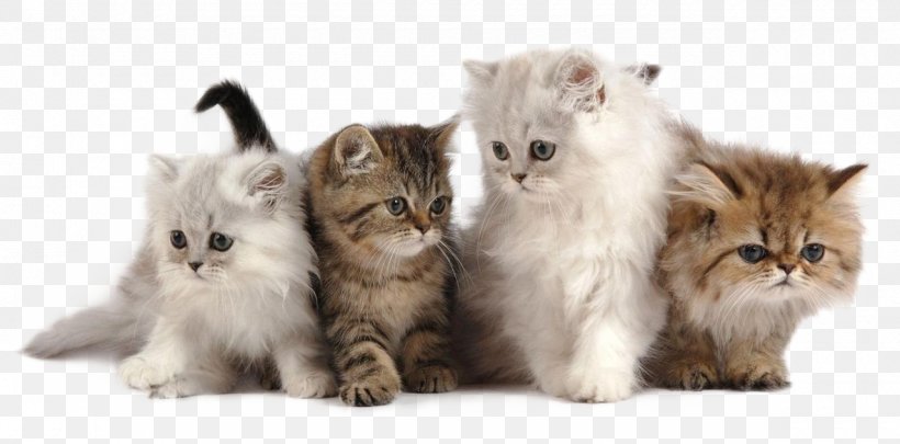 Cattery Dog Kitten Pet, PNG, 1280x633px, Cat, British Semi Longhair, Carnivoran, Cat Like Mammal, Cats Dogs Download Free