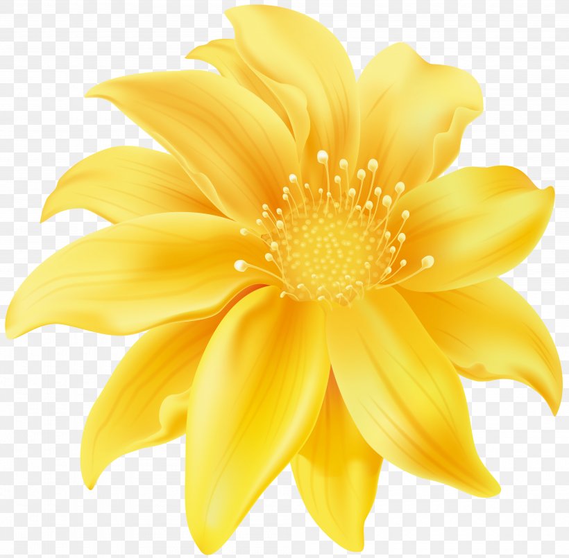 Flower Yellow Desktop Wallpaper Clip Art, PNG, 4000x3930px, Flower, Abstract Art, Chrysanths, Close Up, Color Download Free