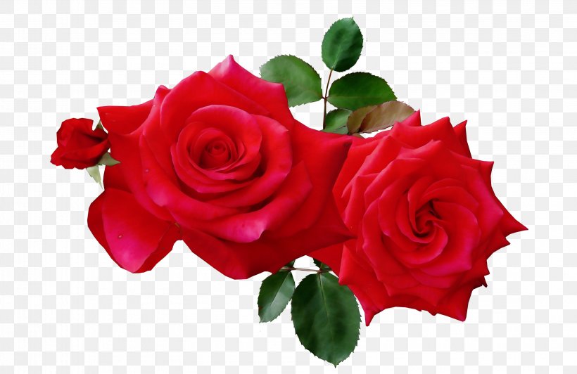 Red Watercolor Flowers, PNG, 3164x2056px, Watercolor, Bouquet, China Rose, Cut Flowers, Floribunda Download Free