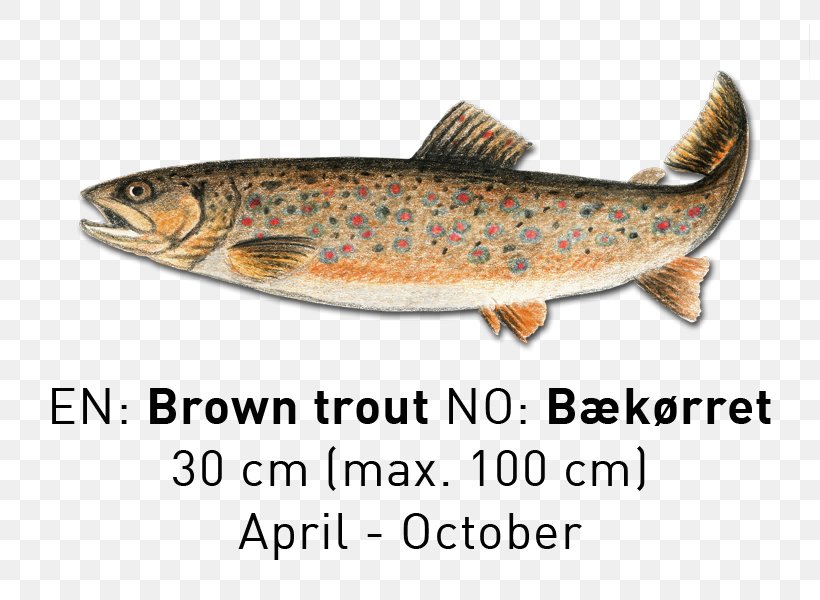 Sardine Salmon Cutthroat Trout Fish Products, PNG, 800x600px, Sardine, Bony Fish, Coastal Cutthroat Trout, Cutthroat Trout, Fauna Download Free