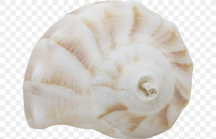 Seashell Conchology Shankha Jaw, PNG, 650x528px, Seashell, Conch, Conchology, Jaw, Sea Snail Download Free
