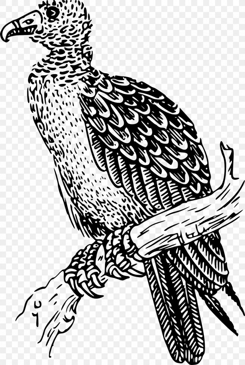 Turkey Vulture Buzzard Drawing Clip Art, PNG, 969x1441px, Turkey Vulture, Art, Beak, Bird, Bird Of Prey Download Free