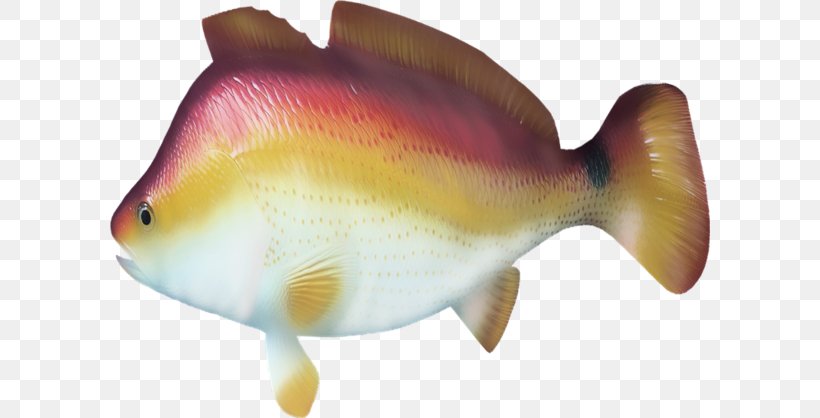 Bony Fishes Animal Clip Art, PNG, 600x418px, Fish, Animal, Bony Fish, Bony Fishes, Color Download Free