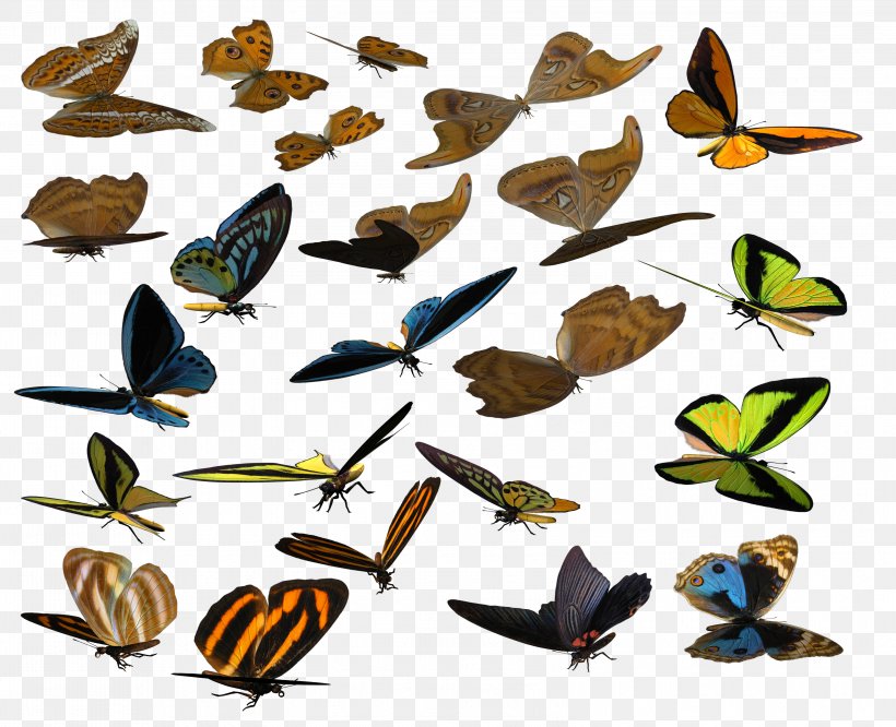 Brush-footed Butterflies Butterfly Animal Clip Art, PNG, 3202x2602px, Brushfooted Butterflies, Animal, Arthropod, Brush Footed Butterfly, Butterflies And Moths Download Free