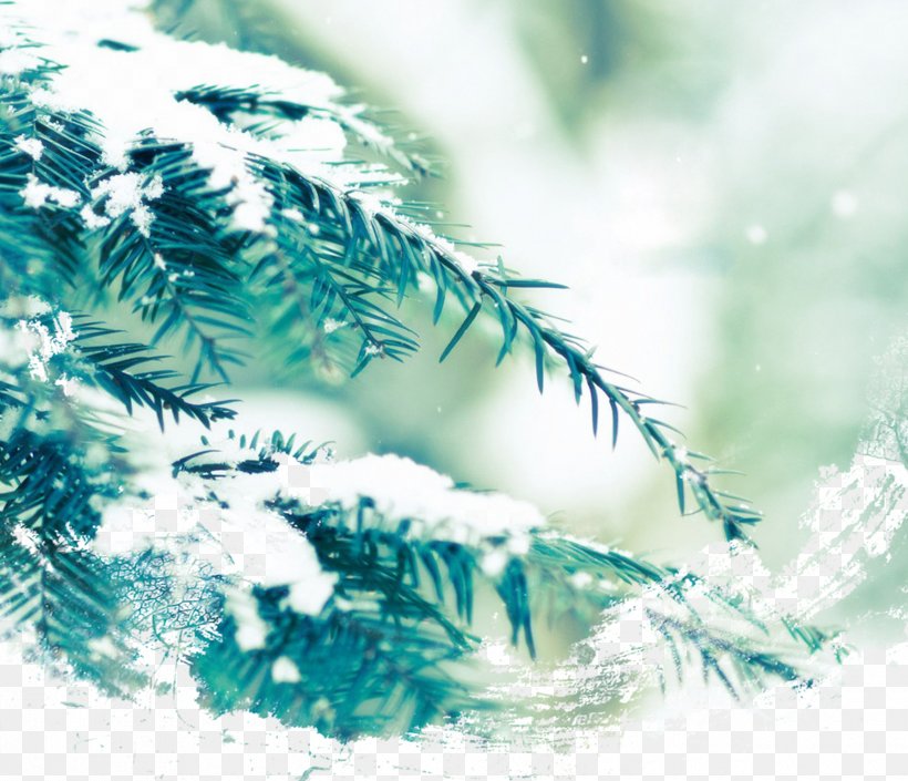 Dongzhi Northern Hemisphere Winter Solstice Solar Term, PNG, 2480x2133px, Dongzhi, Branch, Chinese Calendar, Christmas Tree, Conifer Download Free