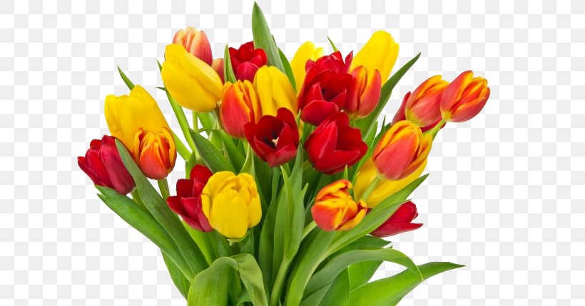 Tulip Mothers Day Flower Bouquet Childrens Day Fathers Day, PNG, 650x430px, Tulip, Childrens Day, Cut Flowers, Fathers Day, Floral Design Download Free