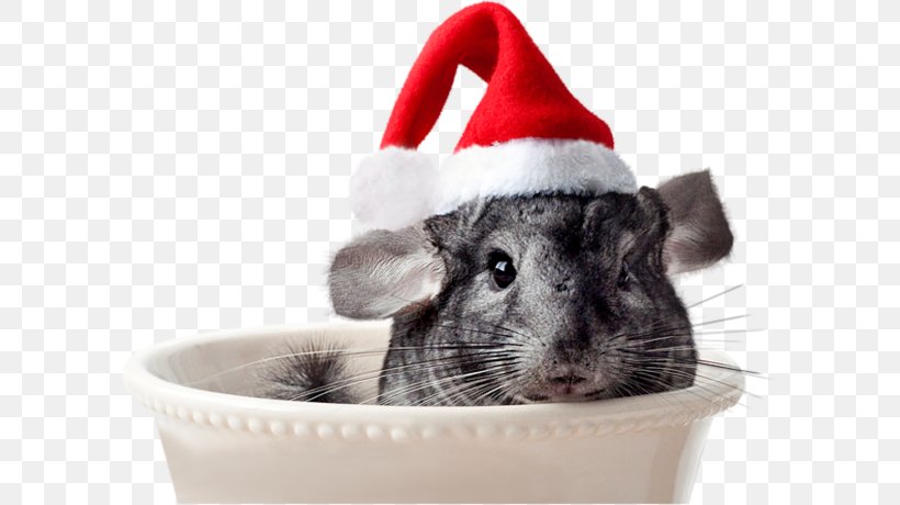 Christmas Day Hamster Santa Claus Grinch Chinchilla, PNG, 600x460px, Christmas Day, Blog, Chinchilla, Christmas, Christmas Decoration Download Free