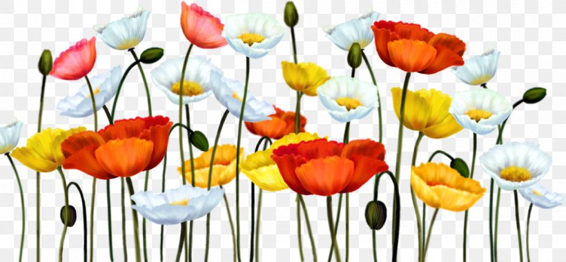 Flower Blog Recipe Clip Art, PNG, 1200x557px, Flower, Author, Blog, Blossom, Centerblog Download Free