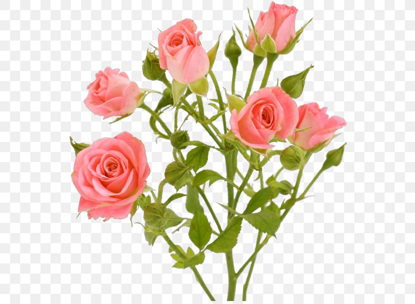 Garden Roses Pink Flowers Pink Flowers, PNG, 556x600px, Garden Roses, Artificial Flower, Beach Rose, Cabbage Rose, Cut Flowers Download Free