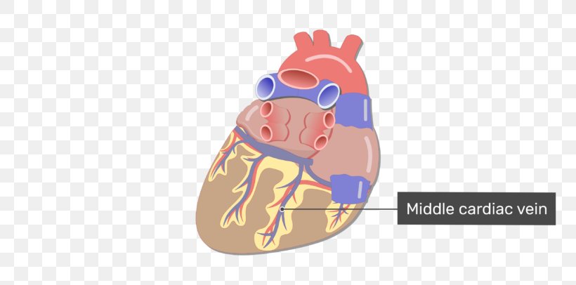 Heart Coronary Circulation Small Cardiac Vein Coronary Sinus Great Cardiac Vein, PNG, 770x406px, Watercolor, Cartoon, Flower, Frame, Heart Download Free