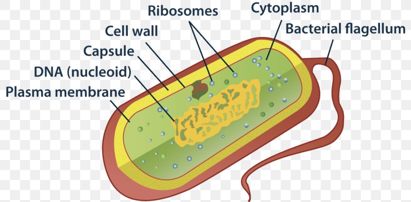 Prokaryote Bacterial Cell Structure Organelle, PNG, 800x404px, Watercolor, Cartoon, Flower, Frame, Heart Download Free