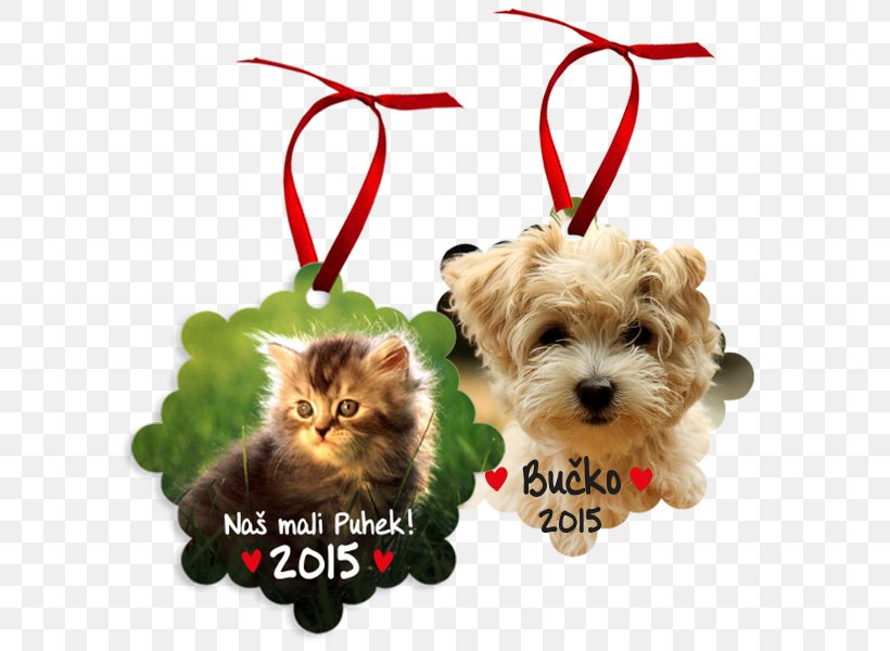 Whiskers Puppy Havanese Dog Bichon Frise Dog Breed, PNG, 600x600px, Whiskers, Bichon Frise, Book, Breed, Carnivoran Download Free
