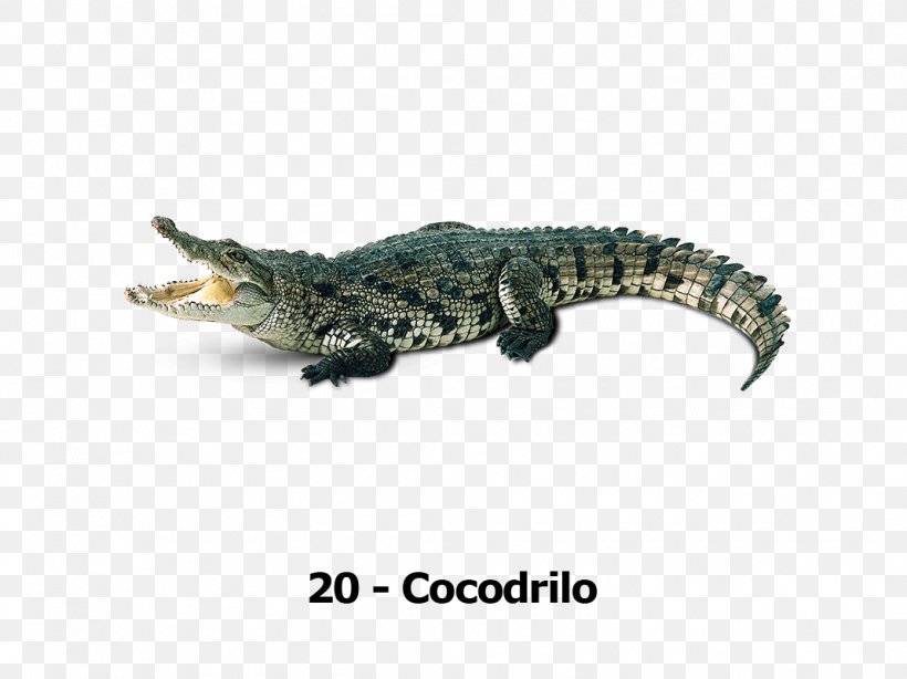 Crocodile Lion Cajun Maintenance, PNG, 1068x800px, Crocodile, Alligator, Chart, Crocodiles, Crocodilia Download Free