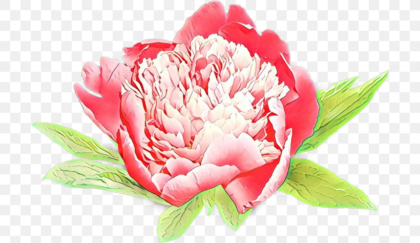 Flower Pink Petal Plant Common Peony, PNG, 700x474px, Flower, Carnation, Chinese Peony, Common Peony, Cut Flowers Download Free
