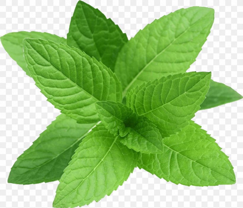 Tea Leaf, PNG, 939x804px, Peppermint, Apple Mint, Flower, Greens, Herb Download Free