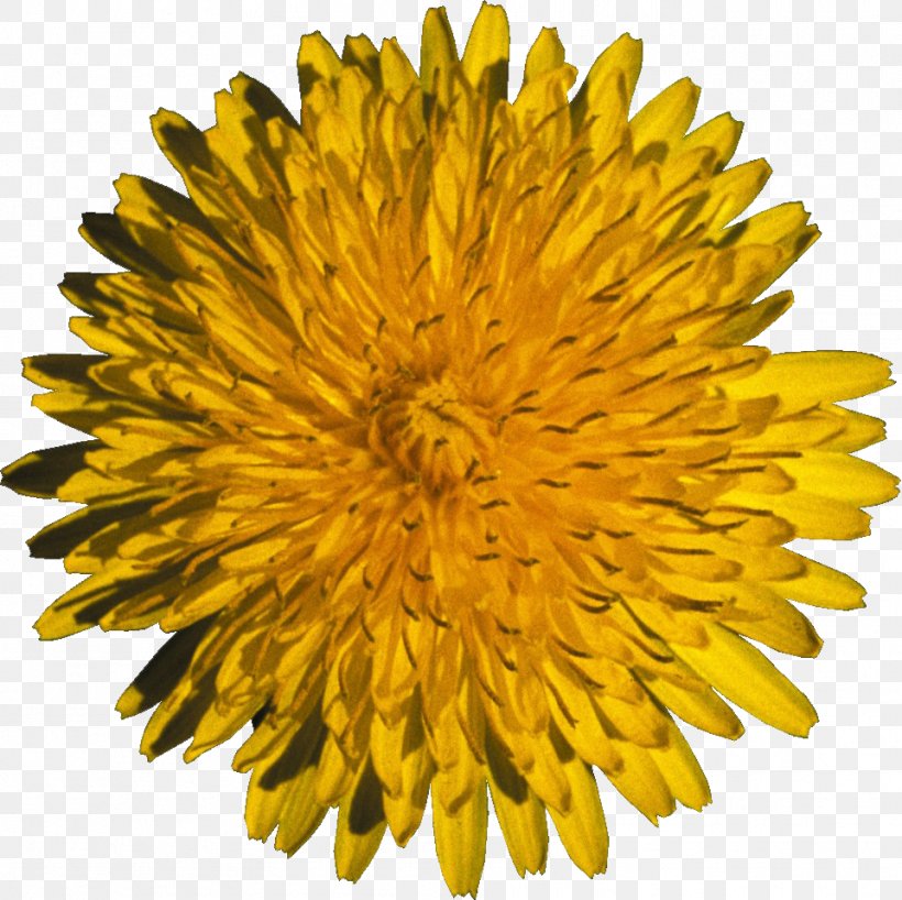 Dandelion Flower Daytime Yellow Seed, PNG, 961x959px, Dandelion, Chrysanthemum, Chrysanths, Daisy Family, Daytime Download Free