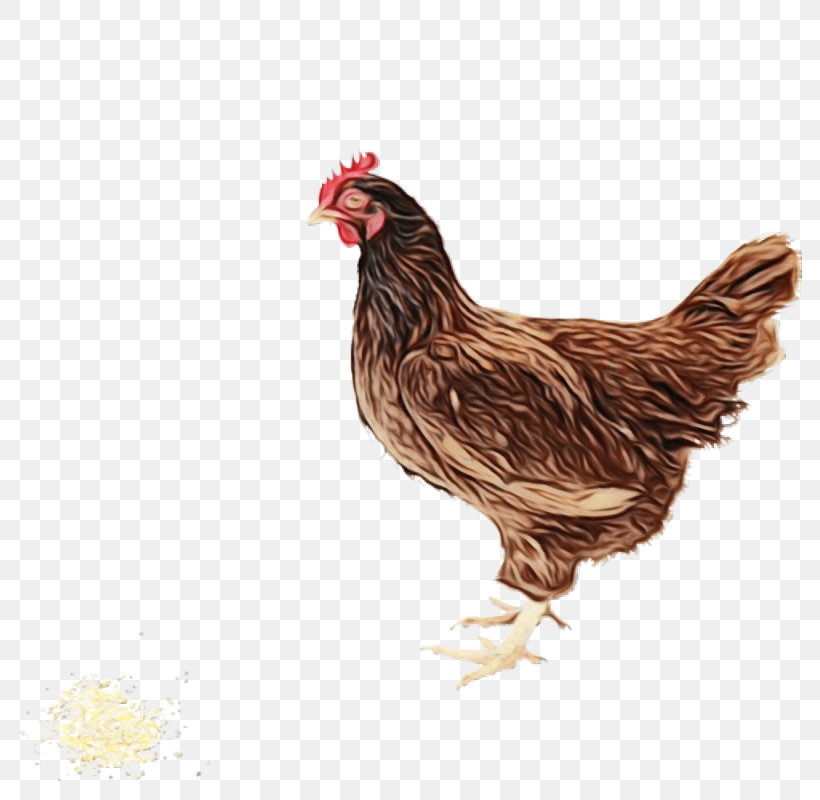 Fried Chicken, PNG, 800x800px, Watercolor, Ayam Kampong, Broiler, Chick, Chicken Download Free