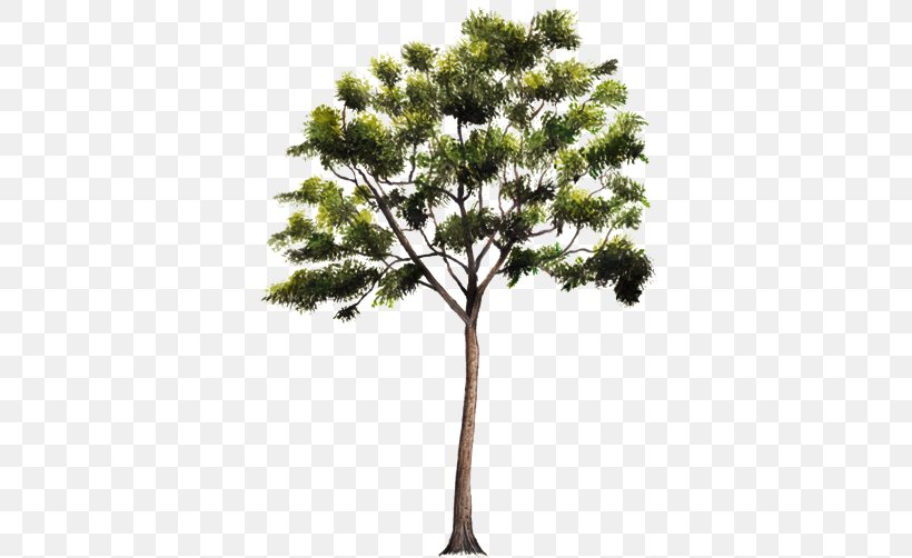 Pine Tree Cedrus Libani Drawing Image, PNG, 750x502px, Pine, Abies Alba, Branch, Cedar, Cedrela Odorata Download Free
