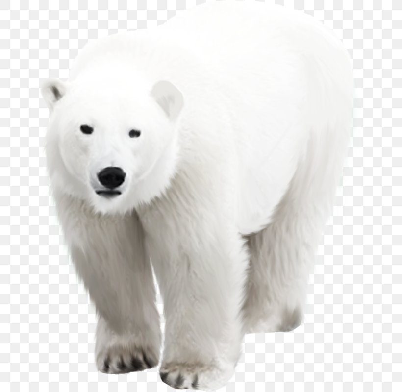 Polar Bear German Spitz Klein German Spitz Mittel, PNG, 685x800px, Polar Bear, Animal, Arctic, Bear, Carnivoran Download Free