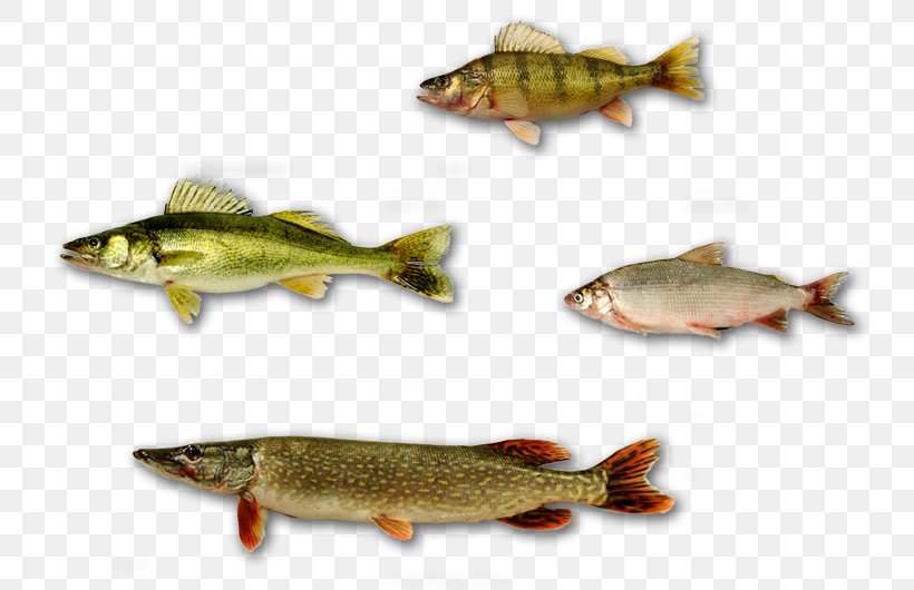 Salmon Fish Products Yellow Perch Fishery, PNG, 800x530px, Salmon, Bony Fish, Cod, Common Rudd, Cutthroat Trout Download Free