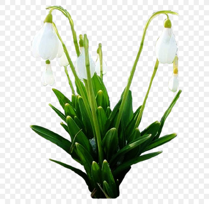 Snowdrop Spring Cut Flowers Plant Stem Floral Design, PNG, 664x800px, Snowdrop, Amaryllis Family, Cut Flowers, Floral Design, Floristry Download Free