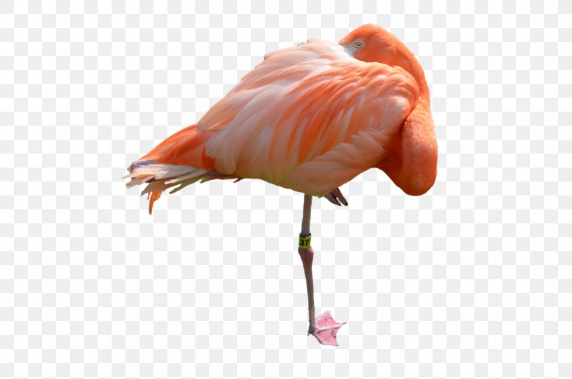 Bird Flamingo DeviantArt, PNG, 1600x1060px, Bird, Art, Artist, Beak, Deviantart Download Free