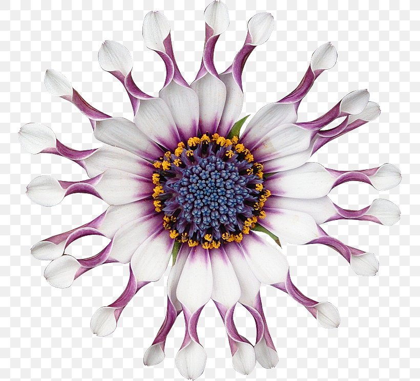 Chrysanthemum Cut Flowers Petal, PNG, 750x745px, Chrysanthemum, Chrysanths, Cut Flowers, Daisy, Daisy Family Download Free