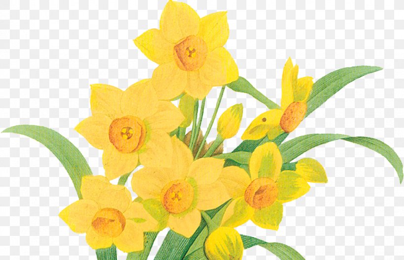 Daffodil Botany Botanical Illustration Art Flower, PNG, 975x630px, Daffodil, Amaryllis Family, Art, Botanical Illustration, Botany Download Free