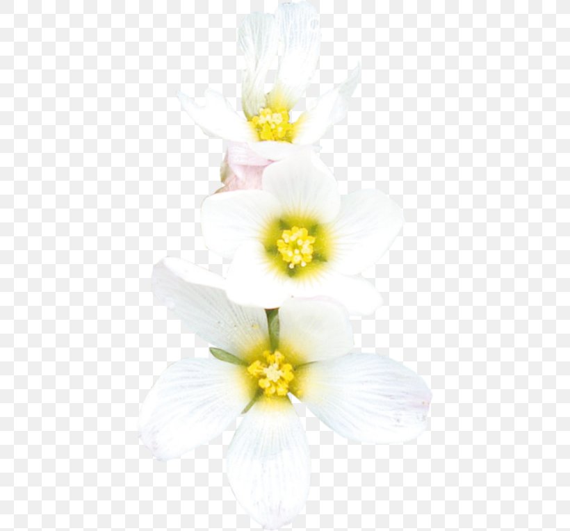 Daffodil Floristry Cut Flowers Petal, PNG, 428x764px, Daffodil, Cut Flowers, Floristry, Flower, Flowering Plant Download Free