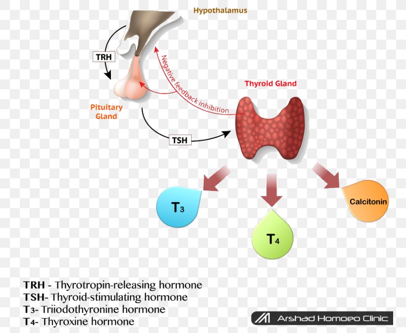 Hypothyroidism Thyroid-stimulating Hormone Thyroid Hormones, PNG, 768x672px, Thyroid, Brand, Calcitonin, Desiccated Thyroid Extract, Diagram Download Free
