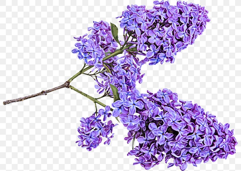 Lavender, PNG, 800x584px, Flower, Cut Flowers, Flowering Plant, Lavender, Lilac Download Free