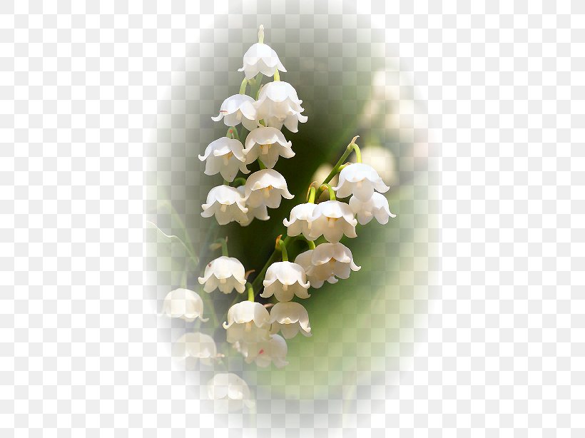 Lily Of The Valley Finland Flower Floral Emblem Lilium, PNG, 410x614px, Lily Of The Valley, Anemone, Anemone Hepatica, Birth Flower, Blossom Download Free