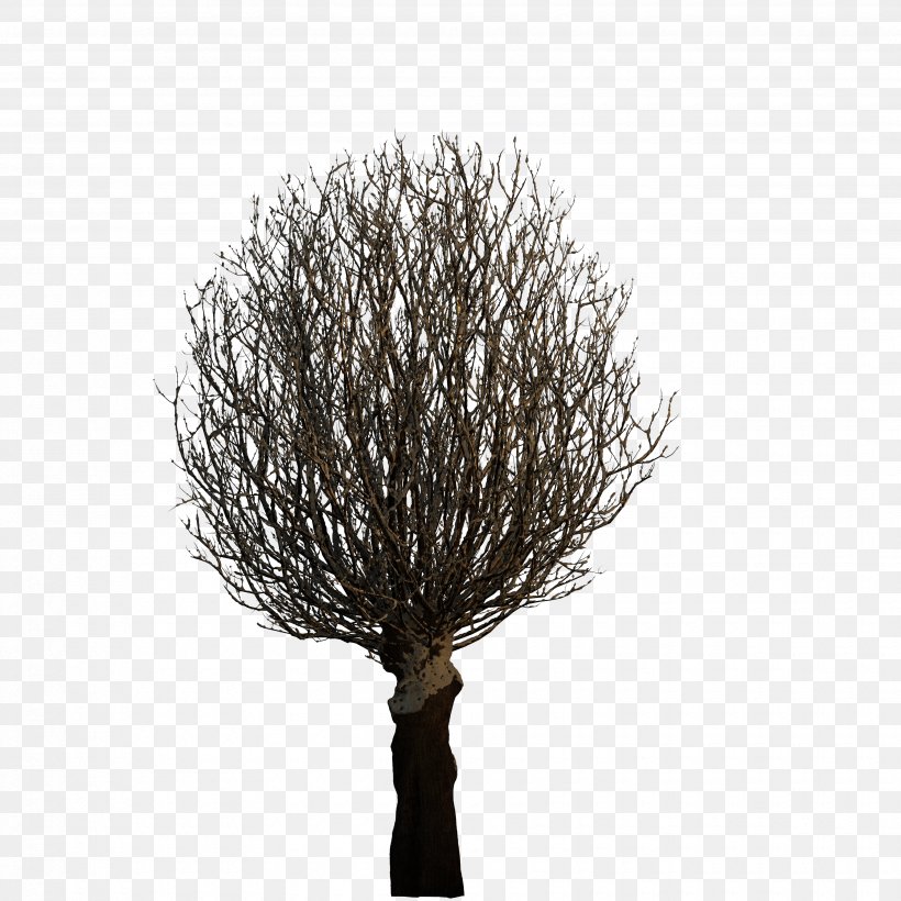 Tree Plant 3D Computer Graphics, PNG, 3500x3500px, 3d Computer Graphics, Tree, Arecaceae, Autodesk 3ds Max, Black And White Download Free