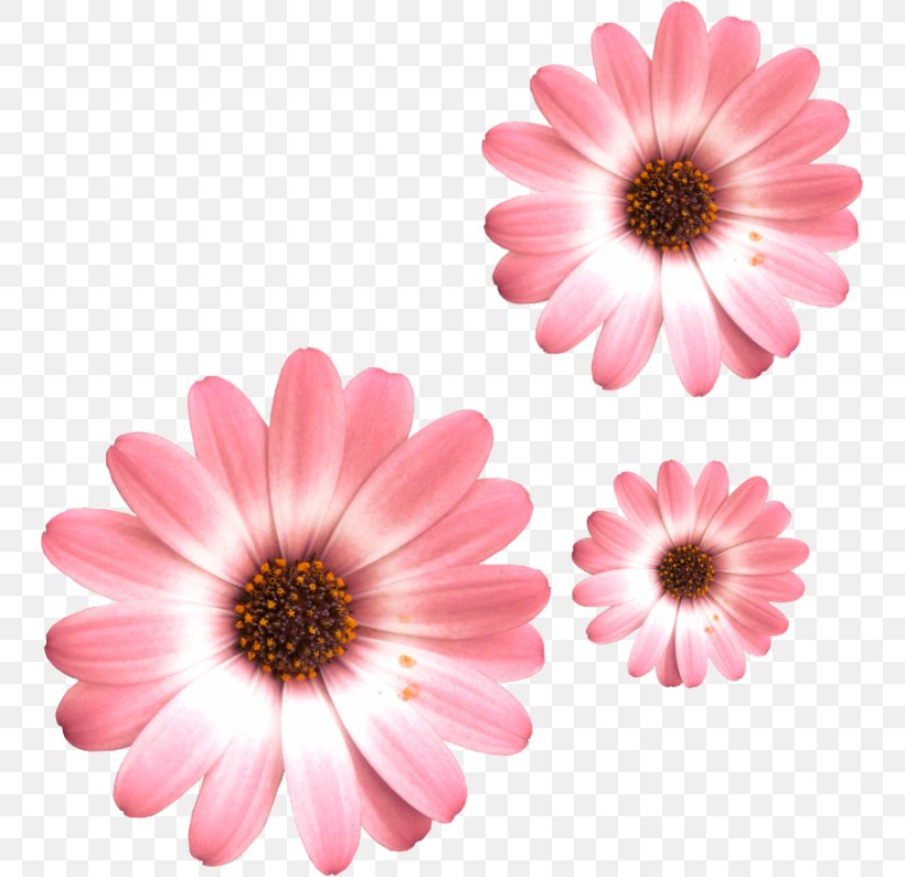 Common Daisy Flower Transvaal Daisy Oxeye Daisy, PNG, 747x795px, Common Daisy, Argyranthemum, Chrysanthemum, Chrysanths, Cut Flowers Download Free