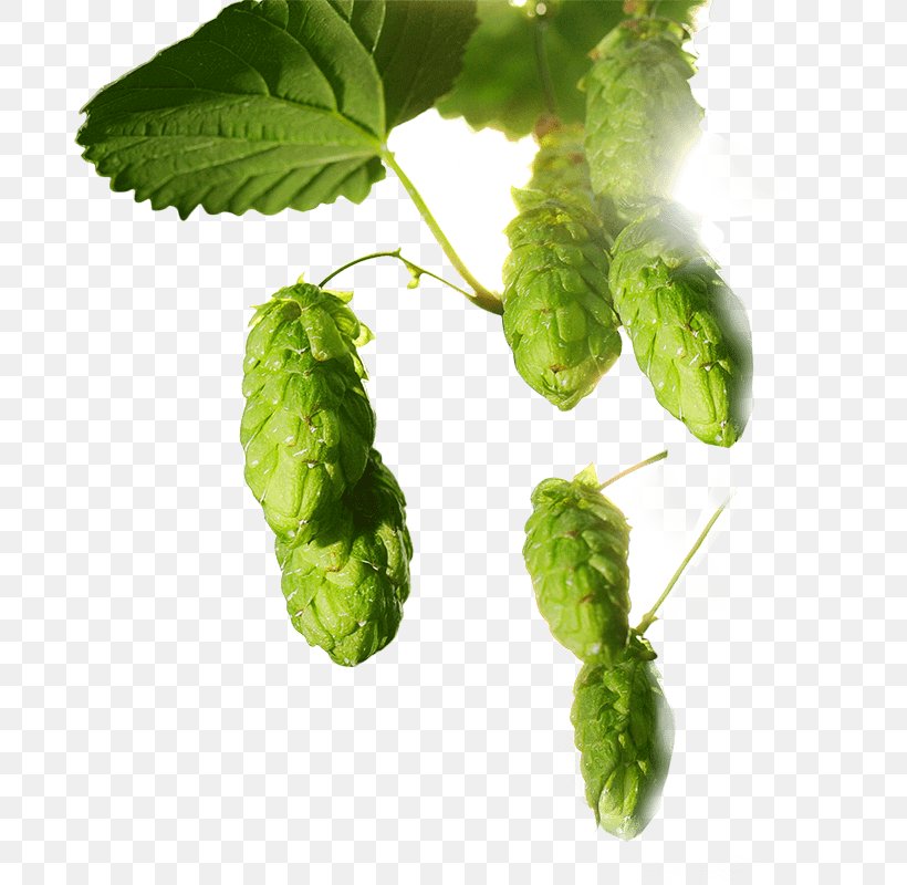 Common Hop Hops Leaf Plant, PNG, 800x800px, Common Hop, Hop, Hops, Humulus Lupulus, Leaf Download Free