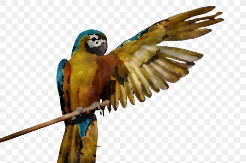 Lovebird, PNG, 2448x1632px, Bird, Animation, Beak, Budgie, Falconiformes Download Free