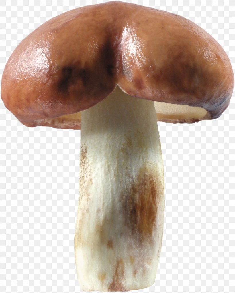 Mushroom - Pleurotus Eryngii Mushroom Shiitake Medicinal Fungi Medicine PNG