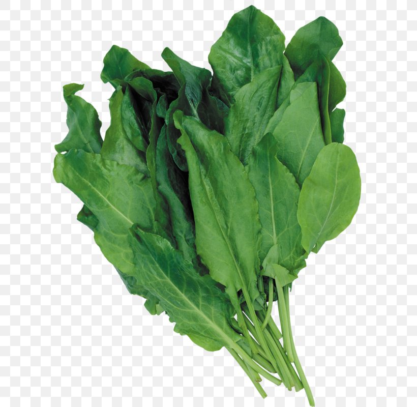 Sorrel Herb Seed Clip Art, PNG, 623x800px, Sorrel, Chard, Choy Sum, Collard Greens, Dock Download Free