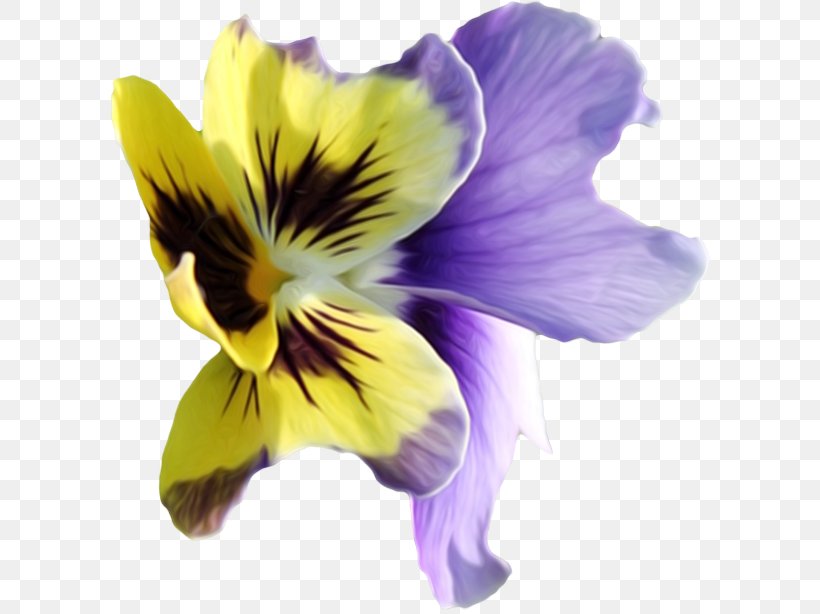 Violet Pansy Flower Clip Art, PNG, 600x614px, Violet, Author, Collage, Daylily, Flower Download Free