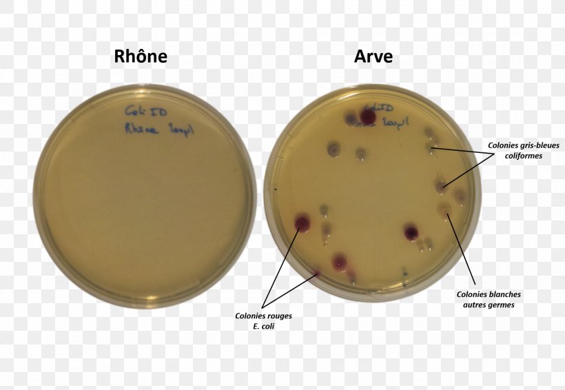 Coliform Bacteria E. Coli Thirteen Colonies Water, PNG, 1629x1125px, Coliform Bacteria, Aerobic Organism, Bacteria, Brass, Colony Download Free