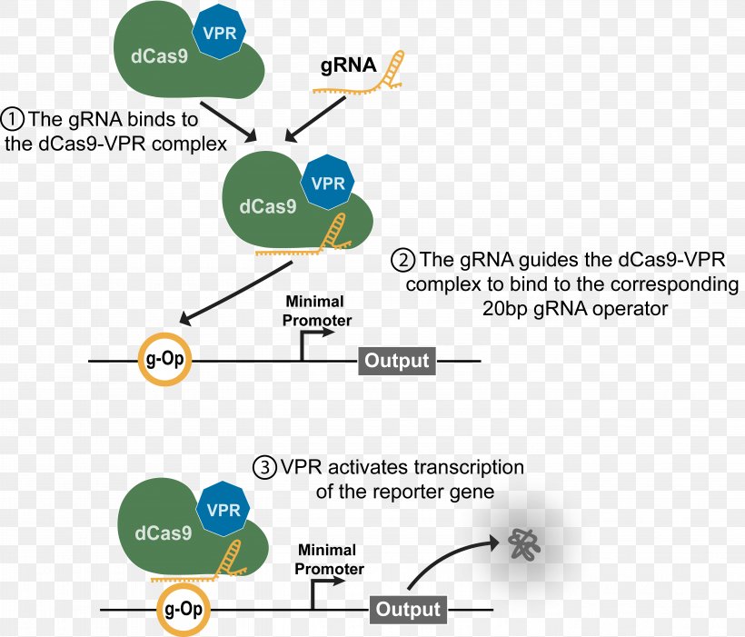 DCas9 Activation System Guide RNA International Genetically Engineered Machine Transcription, PNG, 5492x4695px, Dcas9 Activation System, Area, Chromatin, Crispr, Diagram Download Free