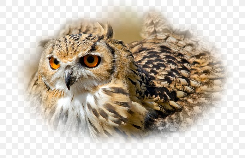 Indian Eagle-owl Bird Desktop Wallpaper Eurasian Eagle-owl, PNG, 800x530px, Owl, Animal, Beak, Bird, Bird Of Prey Download Free
