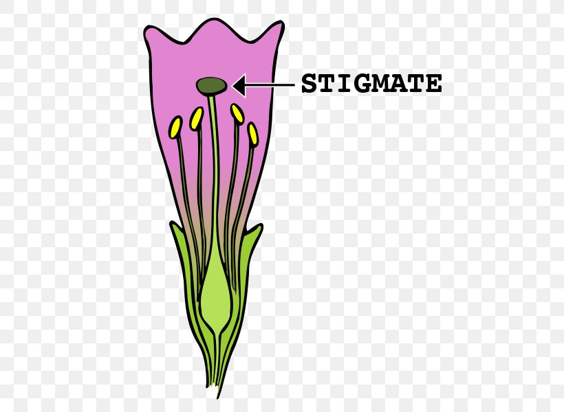 Stigma Flower Clip Art Gynoecium Image, PNG, 500x600px, Stigma, Antera, Artwork, Carpel, Cut Flowers Download Free