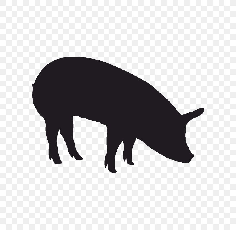 Domestic Pig Color The Blue Pig Black, PNG, 800x800px, Pig, Accent Wall, Black, Black And White, Blue Download Free