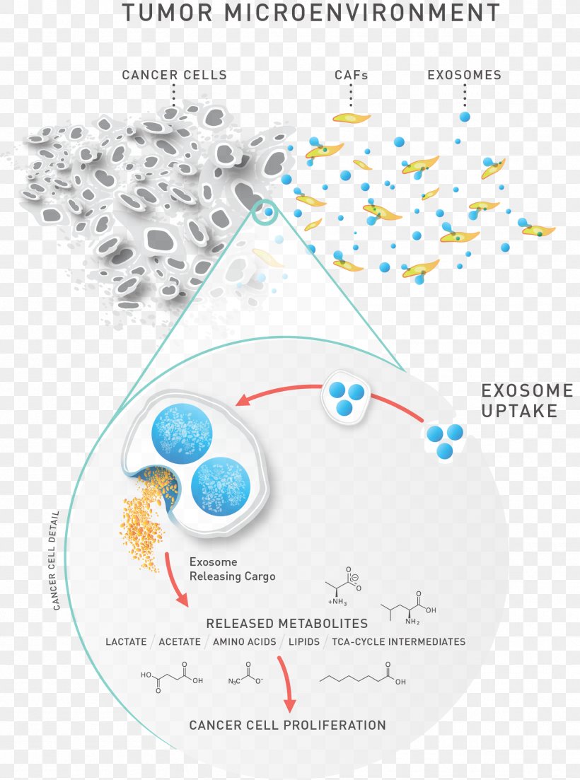 Metabolomics Lipidomics Exosome MicroRNA CD63, PNG, 1819x2447px, Metabolomics, Area, Cancer, Diagram, Exosome Download Free